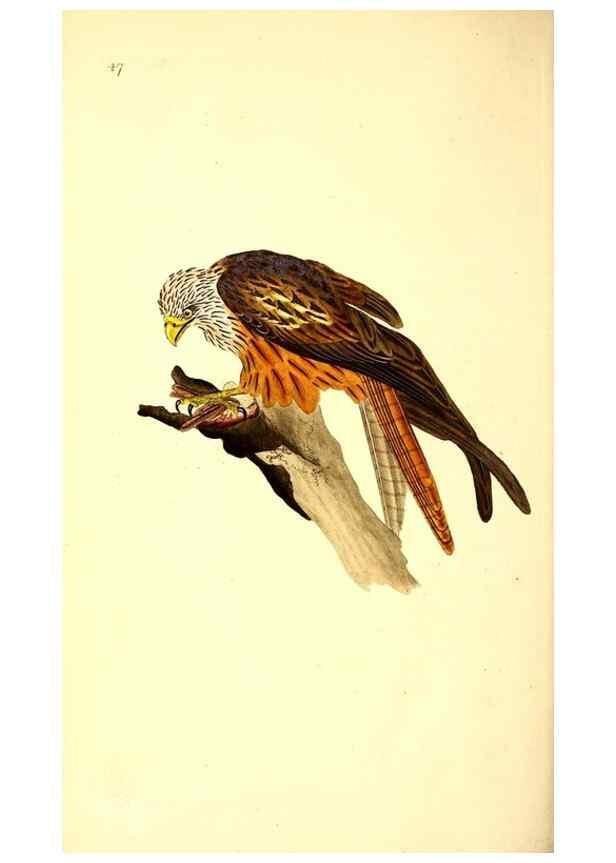 Reproducción/Reproduction 49530819493: The natural history of British birds, or, A selection of the most rare, beautiful and interesting birds which inhabit this country :. London :Printed for the author, and for F. and C. Rivington ...,1794[-1819]. 