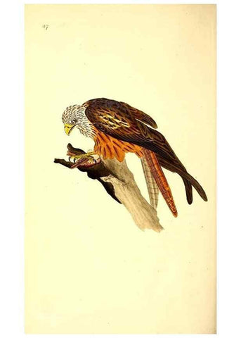 Reproducción/Reproduction 49530819493: The natural history of British birds, or, A selection of the most rare, beautiful and interesting birds which inhabit this country :. London :Printed for the author, and for F. and C. Rivington ...,1794[-1819]. 