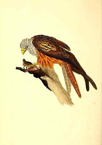 Reproducción/Reproduction 49530819493: The natural history of British birds, or, A selection of the most rare, beautiful and interesting birds which inhabit this country :. London :Printed for the author, and for F. and C. Rivington ...,1794[-1819]. 
