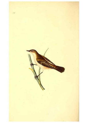 Reproducción/Reproduction 49530819703: The natural history of British birds, or, A selection of the most rare, beautiful and interesting birds which inhabit this country :. London :Printed for the author, and for F. and C. Rivington ...,1794[-1819]. 