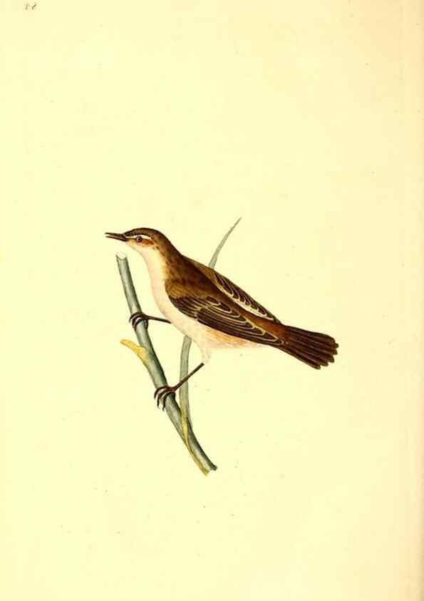 Reproducción/Reproduction 49530819703: The natural history of British birds, or, A selection of the most rare, beautiful and interesting birds which inhabit this country :. London :Printed for the author, and for F. and C. Rivington ...,1794[-1819]. 