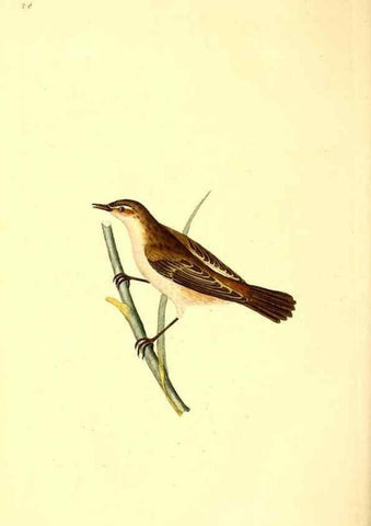 Reproducción/Reproduction 49530819703: The natural history of British birds, or, A selection of the most rare, beautiful and interesting birds which inhabit this country :. London :Printed for the author, and for F. and C. Rivington ...,1794[-1819]. 