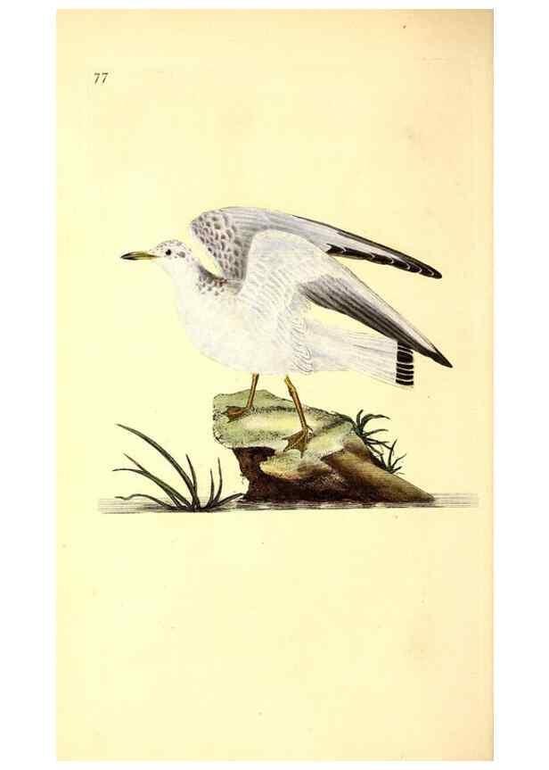 Reproducción/Reproduction 49531467991: The natural history of British birds, or, A selection of the most rare, beautiful and interesting birds which inhabit this country :. London :Printed for the author, and for F. and C. Rivington ...,1794[-1819]. 