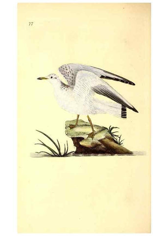 Reproducción/Reproduction 49531467991: The natural history of British birds, or, A selection of the most rare, beautiful and interesting birds which inhabit this country :. London :Printed for the author, and for F. and C. Rivington ...,1794[-1819]. 