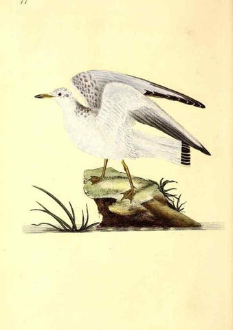 Reproducción/Reproduction 49531467991: The natural history of British birds, or, A selection of the most rare, beautiful and interesting birds which inhabit this country :. London :Printed for the author, and for F. and C. Rivington ...,1794[-1819]. 