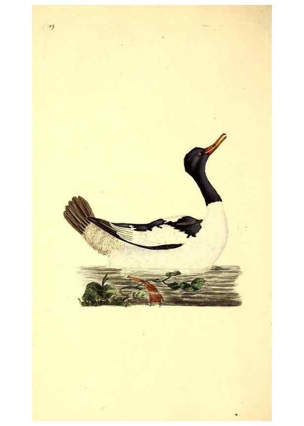 Reproducción/Reproduction 49531591692: The natural history of British birds, or, A selection of the most rare, beautiful and interesting birds which inhabit this country :. London :Printed for the author, and for F. and C. Rivington ...,1794[-1819]. 