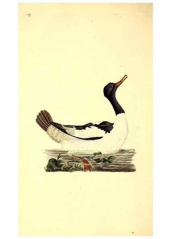Reproducción/Reproduction 49531591692: The natural history of British birds, or, A selection of the most rare, beautiful and interesting birds which inhabit this country :. London :Printed for the author, and for F. and C. Rivington ...,1794[-1819]. 