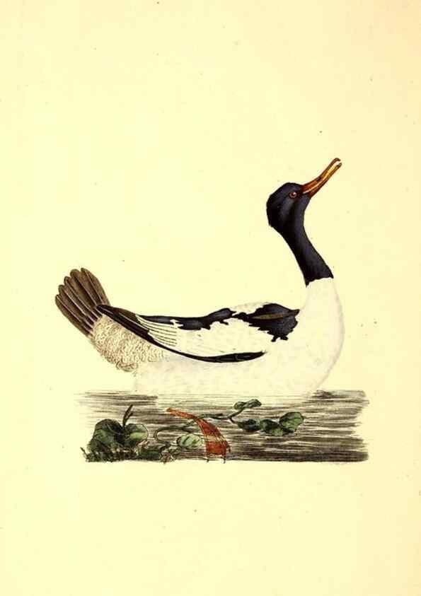 Reproducción/Reproduction 49531591692: The natural history of British birds, or, A selection of the most rare, beautiful and interesting birds which inhabit this country :. London :Printed for the author, and for F. and C. Rivington ...,1794[-1819]. 
