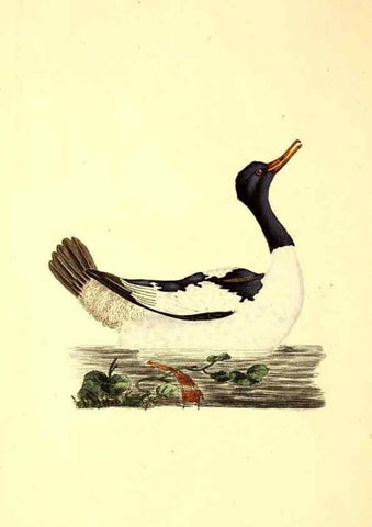 Reproducción/Reproduction 49531591692: The natural history of British birds, or, A selection of the most rare, beautiful and interesting birds which inhabit this country :. London :Printed for the author, and for F. and C. Rivington ...,1794[-1819]. 