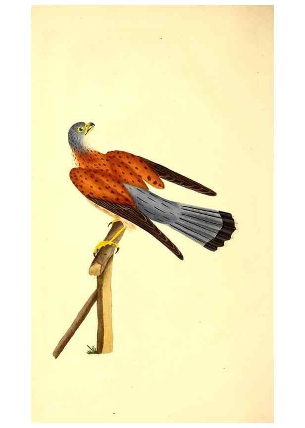 Reproducción/Reproduction 49530864753: The natural history of British birds, or, A selection of the most rare, beautiful and interesting birds which inhabit this country :. London :Printed for the author, and for F. and C. Rivington ...,1794[-1819]. 