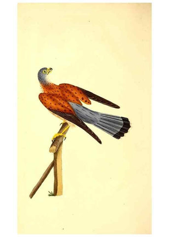 Reproducción/Reproduction 49530864753: The natural history of British birds, or, A selection of the most rare, beautiful and interesting birds which inhabit this country :. London :Printed for the author, and for F. and C. Rivington ...,1794[-1819]. 