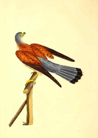Reproducción/Reproduction 49530864753: The natural history of British birds, or, A selection of the most rare, beautiful and interesting birds which inhabit this country :. London :Printed for the author, and for F. and C. Rivington ...,1794[-1819]. 
