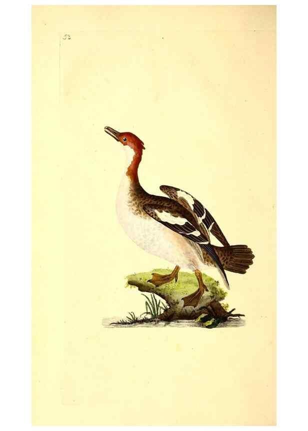 Reproducción/Reproduction 49531592447: The natural history of British birds, or, A selection of the most rare, beautiful and interesting birds which inhabit this country :. London :Printed for the author, and for F. and C. Rivington ...,1794[-1819]. 