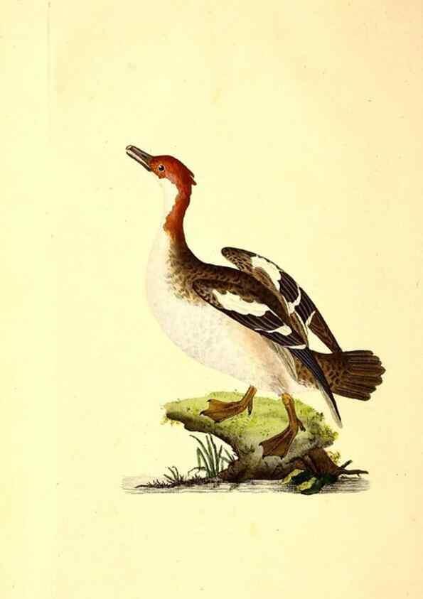 Reproducción/Reproduction 49531592447: The natural history of British birds, or, A selection of the most rare, beautiful and interesting birds which inhabit this country :. London :Printed for the author, and for F. and C. Rivington ...,1794[-1819]. 