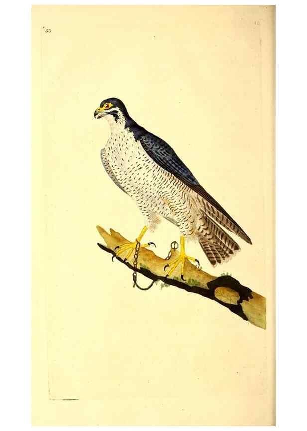 Reproducción/Reproduction 49530865368: The natural history of British birds, or, A selection of the most rare, beautiful and interesting birds which inhabit this country :. London :Printed for the author, and for F. and C. Rivington ...,1794[-1819]. 