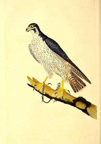 Reproducción/Reproduction 49530865368: The natural history of British birds, or, A selection of the most rare, beautiful and interesting birds which inhabit this country :. London :Printed for the author, and for F. and C. Rivington ...,1794[-1819]. 