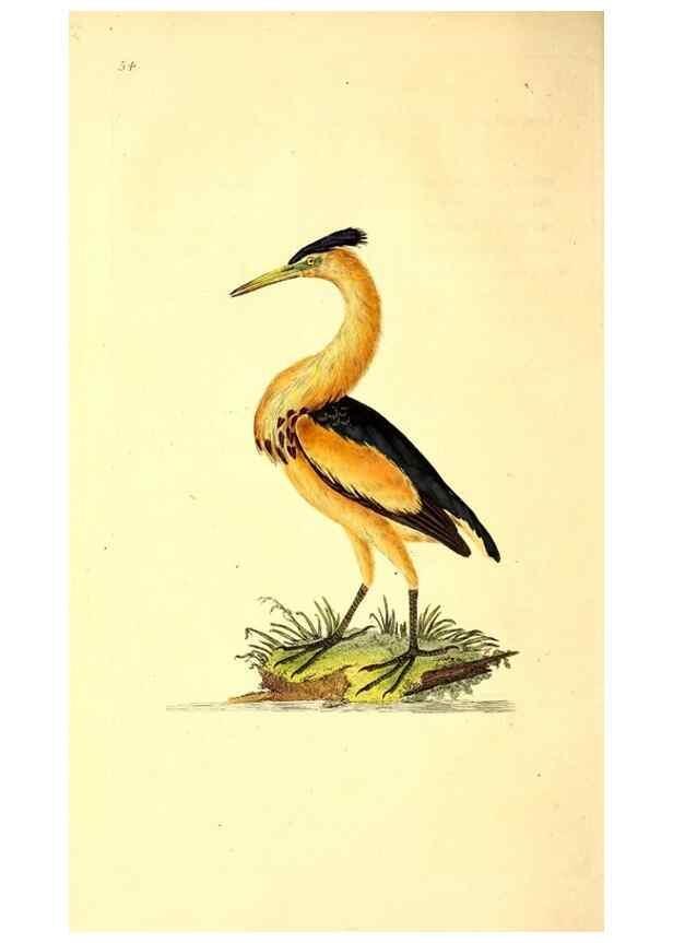 Reproducción/Reproduction 49530865698: The natural history of British birds, or, A selection of the most rare, beautiful and interesting birds which inhabit this country :. London :Printed for the author, and for F. and C. Rivington ...,1794[-1819]. 