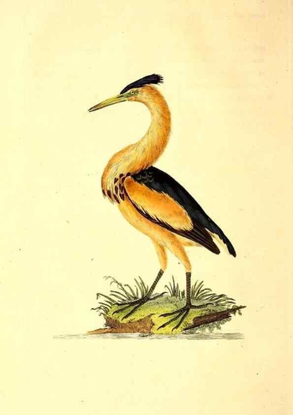 Reproducción/Reproduction 49530865698: The natural history of British birds, or, A selection of the most rare, beautiful and interesting birds which inhabit this country :. London :Printed for the author, and for F. and C. Rivington ...,1794[-1819]. 