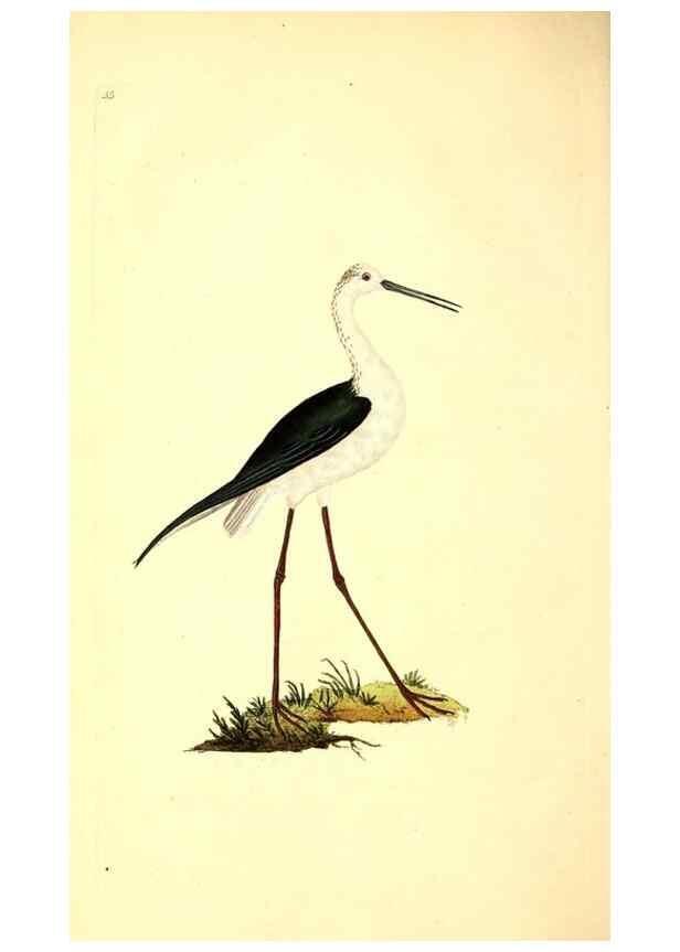 Reproducción/Reproduction 49531593417: The natural history of British birds, or, A selection of the most rare, beautiful and interesting birds which inhabit this country :. London :Printed for the author, and for F. and C. Rivington ...,1794[-1819]. 