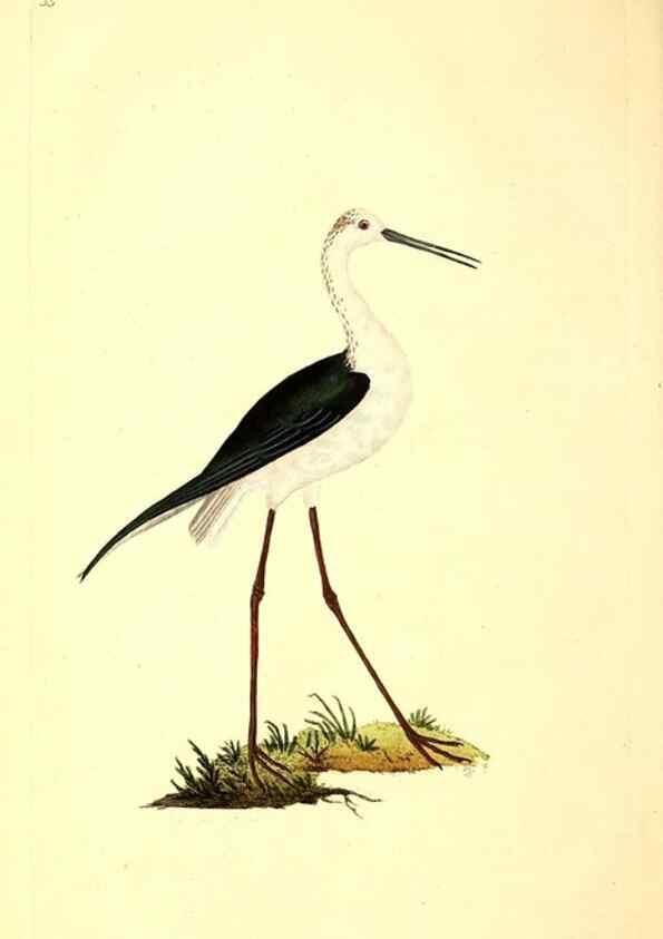 Reproducción/Reproduction 49531593417: The natural history of British birds, or, A selection of the most rare, beautiful and interesting birds which inhabit this country :. London :Printed for the author, and for F. and C. Rivington ...,1794[-1819]. 