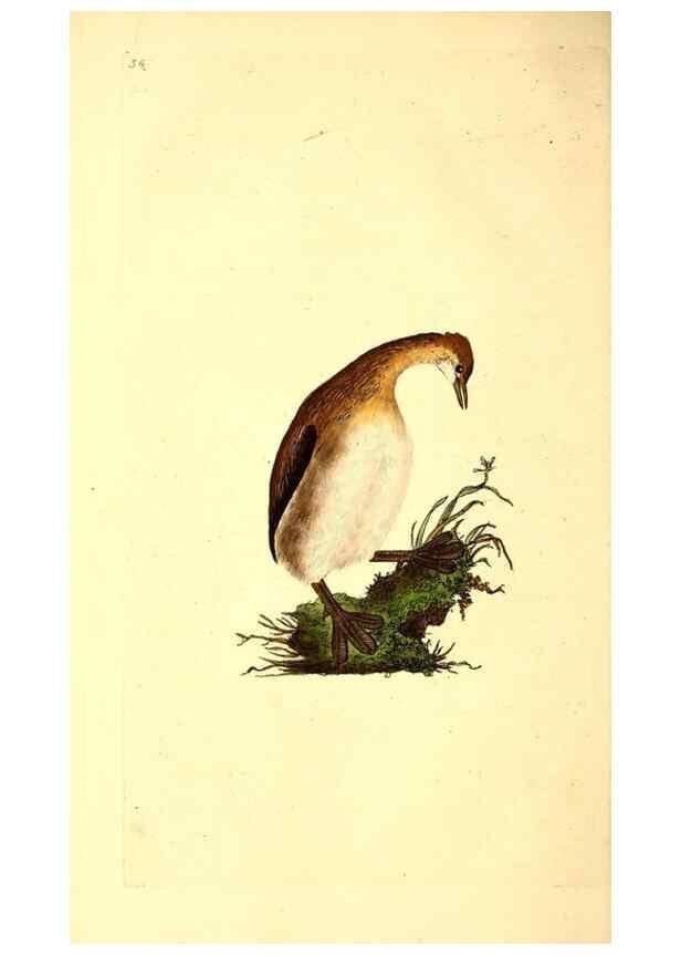 Reproducción/Reproduction 49531370111: The natural history of British birds, or, A selection of the most rare, beautiful and interesting birds which inhabit this country :. London :Printed for the author, and for F. and C. Rivington ...,1794[-1819]. 