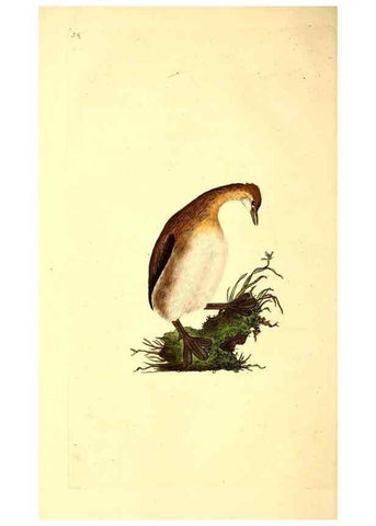 Reproducción/Reproduction 49531370111: The natural history of British birds, or, A selection of the most rare, beautiful and interesting birds which inhabit this country :. London :Printed for the author, and for F. and C. Rivington ...,1794[-1819]. 