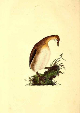 Reproducción/Reproduction 49531370111: The natural history of British birds, or, A selection of the most rare, beautiful and interesting birds which inhabit this country :. London :Printed for the author, and for F. and C. Rivington ...,1794[-1819]. 