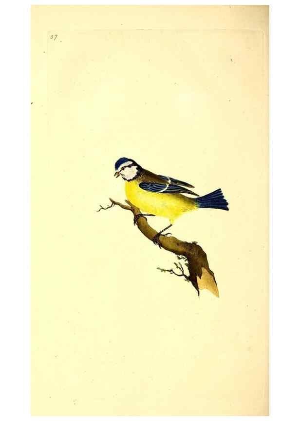 Reproducción/Reproduction 49531370436: The natural history of British birds, or, A selection of the most rare, beautiful and interesting birds which inhabit this country :. London :Printed for the author, and for F. and C. Rivington ...,1794[-1819]. 