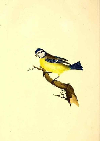 Reproducción/Reproduction 49531370436: The natural history of British birds, or, A selection of the most rare, beautiful and interesting birds which inhabit this country :. London :Printed for the author, and for F. and C. Rivington ...,1794[-1819]. 