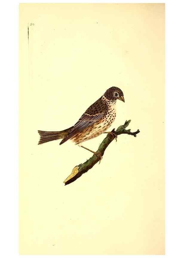 Reproducción/Reproduction 49531591952: The natural history of British birds, or, A selection of the most rare, beautiful and interesting birds which inhabit this country :. London :Printed for the author, and for F. and C. Rivington ...,1794[-1819]. 
