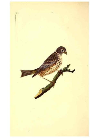 Reproducción/Reproduction 49531591952: The natural history of British birds, or, A selection of the most rare, beautiful and interesting birds which inhabit this country :. London :Printed for the author, and for F. and C. Rivington ...,1794[-1819]. 