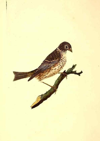 Reproducción/Reproduction 49531591952: The natural history of British birds, or, A selection of the most rare, beautiful and interesting birds which inhabit this country :. London :Printed for the author, and for F. and C. Rivington ...,1794[-1819]. 