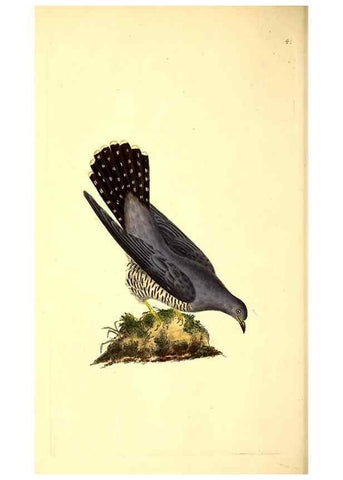 Reproducción/Reproduction 49530818138: The natural history of British birds, or, A selection of the most rare, beautiful and interesting birds which inhabit this country :. London :Printed for the author, and for F. and C. Rivington ...,1794[-1819]. 