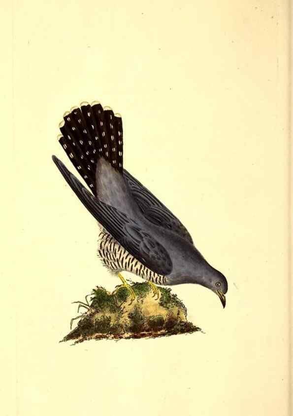 Reproducción/Reproduction 49530818138: The natural history of British birds, or, A selection of the most rare, beautiful and interesting birds which inhabit this country :. London :Printed for the author, and for F. and C. Rivington ...,1794[-1819]. 
