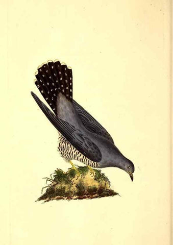 Reproducción/Reproduction 49530818138: The natural history of British birds, or, A selection of the most rare, beautiful and interesting birds which inhabit this country :. London :Printed for the author, and for F. and C. Rivington ...,1794[-1819]. 