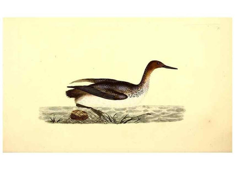 Reproducción/Reproduction 49531691877: The natural history of British birds, or, A selection of the most rare, beautiful and interesting birds which inhabit this country :. London :Printed for the author, and for F. and C. Rivington ...,1794[-1819]. 
