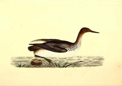 Reproducción/Reproduction 49531691877: The natural history of British birds, or, A selection of the most rare, beautiful and interesting birds which inhabit this country :. London :Printed for the author, and for F. and C. Rivington ...,1794[-1819]. 