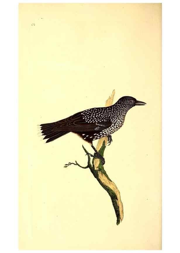 Reproducción/Reproduction 49530965383: The natural history of British birds, or, A selection of the most rare, beautiful and interesting birds which inhabit this country :. London :Printed for the author, and for F. and C. Rivington ...,1794[-1819]. 