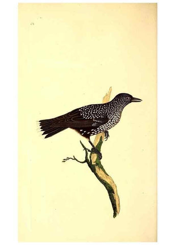Reproducción/Reproduction 49530965383: The natural history of British birds, or, A selection of the most rare, beautiful and interesting birds which inhabit this country :. London :Printed for the author, and for F. and C. Rivington ...,1794[-1819]. 