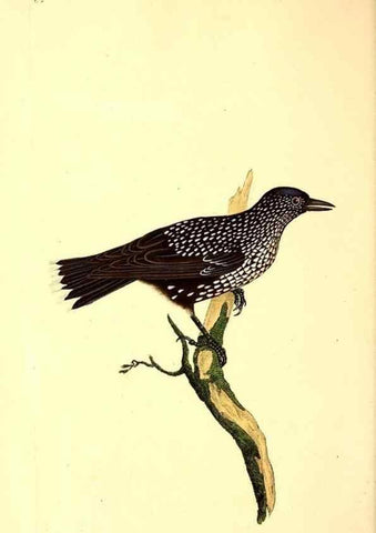 Reproducción/Reproduction 49530965383: The natural history of British birds, or, A selection of the most rare, beautiful and interesting birds which inhabit this country :. London :Printed for the author, and for F. and C. Rivington ...,1794[-1819]. 