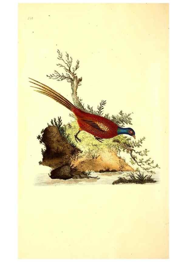 Reproducción/Reproduction 49531016858: The natural history of British birds, or, A selection of the most rare, beautiful and interesting birds which inhabit this country :. London :Printed for the author, and for F. and C. Rivington ...,1794[-1819]. 