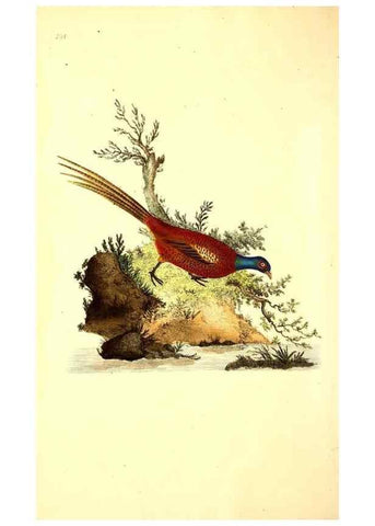 Reproducción/Reproduction 49531016858: The natural history of British birds, or, A selection of the most rare, beautiful and interesting birds which inhabit this country :. London :Printed for the author, and for F. and C. Rivington ...,1794[-1819]. 