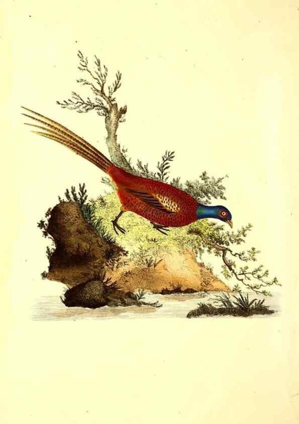 Reproducción/Reproduction 49531016858: The natural history of British birds, or, A selection of the most rare, beautiful and interesting birds which inhabit this country :. London :Printed for the author, and for F. and C. Rivington ...,1794[-1819]. 