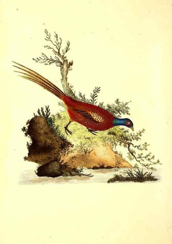 Reproducción/Reproduction 49531016858: The natural history of British birds, or, A selection of the most rare, beautiful and interesting birds which inhabit this country :. London :Printed for the author, and for F. and C. Rivington ...,1794[-1819]. 