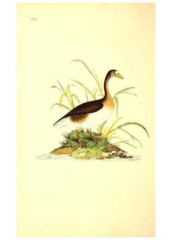 Reproducción/Reproduction 49531745217: The natural history of British birds, or, A selection of the most rare, beautiful and interesting birds which inhabit this country :. London :Printed for the author, and for F. and C. Rivington ...,1794[-1819]. 