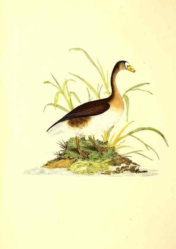 Reproducción/Reproduction 49531745217: The natural history of British birds, or, A selection of the most rare, beautiful and interesting birds which inhabit this country :. London :Printed for the author, and for F. and C. Rivington ...,1794[-1819]. 