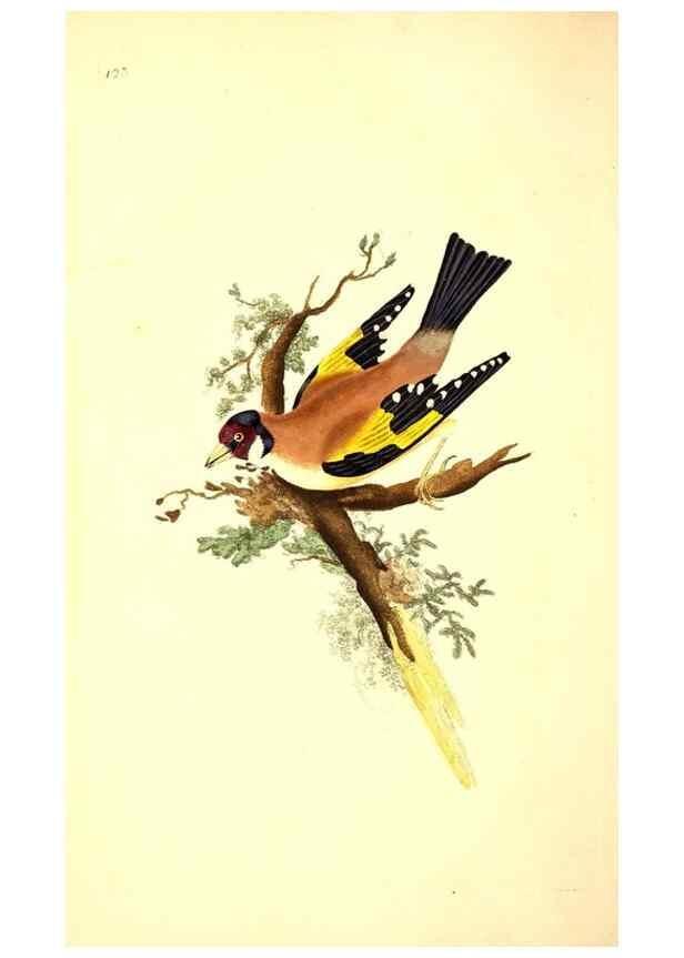 Reproducción/Reproduction 49531017338: The natural history of British birds, or, A selection of the most rare, beautiful and interesting birds which inhabit this country :. London :Printed for the author, and for F. and C. Rivington ...,1794[-1819]. 