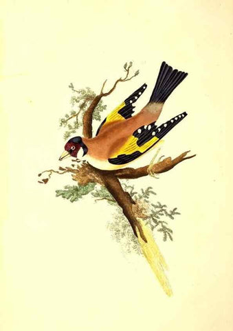 Reproducción/Reproduction 49531017338: The natural history of British birds, or, A selection of the most rare, beautiful and interesting birds which inhabit this country :. London :Printed for the author, and for F. and C. Rivington ...,1794[-1819]. 