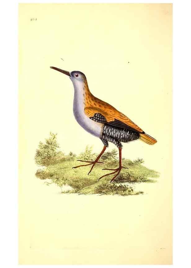 Reproducción/Reproduction 49531521486: The natural history of British birds, or, A selection of the most rare, beautiful and interesting birds which inhabit this country :. London :Printed for the author, and for F. and C. Rivington ...,1794[-1819]. 