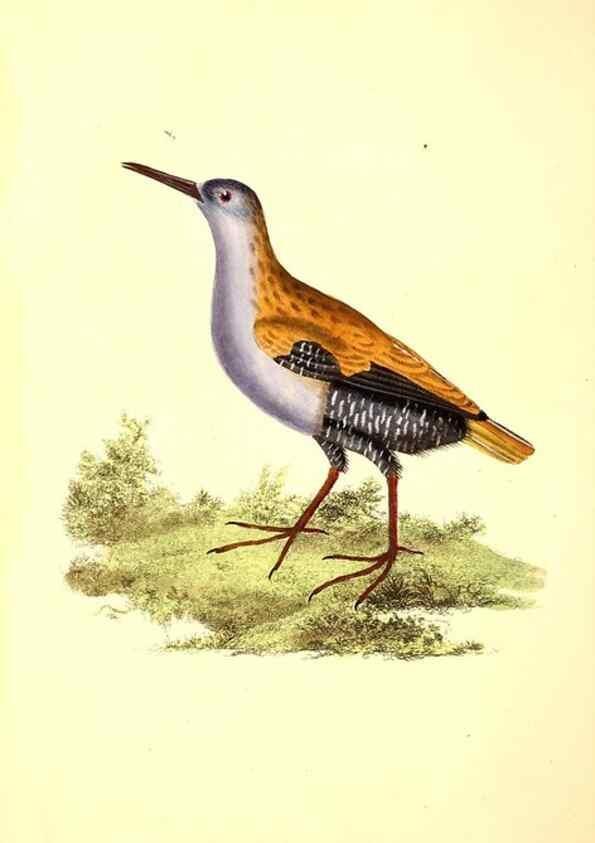 Reproducción/Reproduction 49531521486: The natural history of British birds, or, A selection of the most rare, beautiful and interesting birds which inhabit this country :. London :Printed for the author, and for F. and C. Rivington ...,1794[-1819]. 